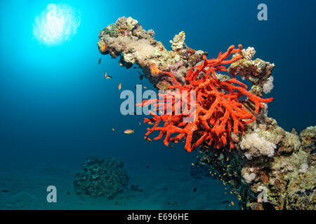 Fabricants de toxiques éponge (Negombata Latrunculia magnifica, magnifica) sur bloc de corail, Makadi Bay, Mer Rouge, Hurghada, Egypte Banque D'Images