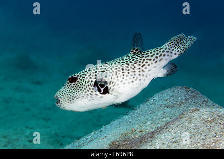 L'Arothron stellatus (puffer), mer Rouge, Makadi Bay, Hurghada, Egypte Banque D'Images