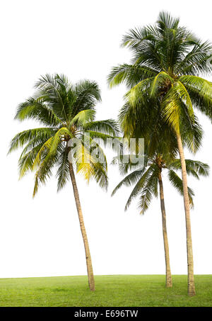 Les cocotiers on Green grass sol isolated on white Banque D'Images