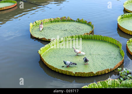 Pigeon dans un nénuphar géant Victoria (sp.), le Wat Jedlin, Chiang Mai, Thaïlande du Nord, Thaïlande Banque D'Images