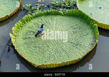 Pigeon et pièces en un nénuphar géant Victoria (sp.), le Wat Jedlin, Chiang Mai, Thaïlande du Nord, Thaïlande Banque D'Images