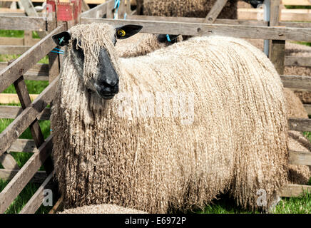 Mouton Teeswater en attente d'être jugés à Ryedale comice agricole Banque D'Images