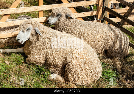 Lincoln Longwool mouton en attente d'être jugés à Ryedale comice agricole Banque D'Images