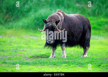 Le boeuf musqué ou le boeuf musqué (Ovibos moschatus), adulte, Centre de Conservation de la faune de l'Alaska, Anchorage, Alaska, United States Banque D'Images