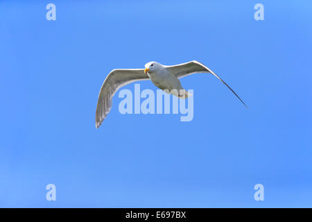 Western Gull (Larus occidentalis) adulte, vol, Brooks River, Katmai National Park et préserver, Alaska, United States Banque D'Images