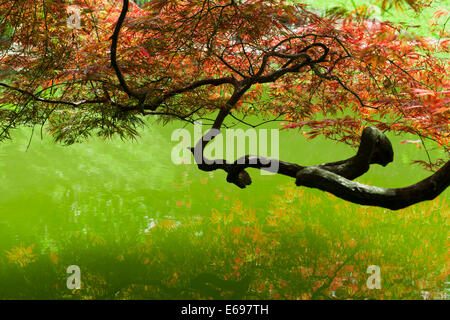 Le Japanese Maple (Acer japonicum), jardins de la Villa Melzi, Lac de Côme ou Lago di Como, Bellagio, province de Côme, Lombardie Banque D'Images