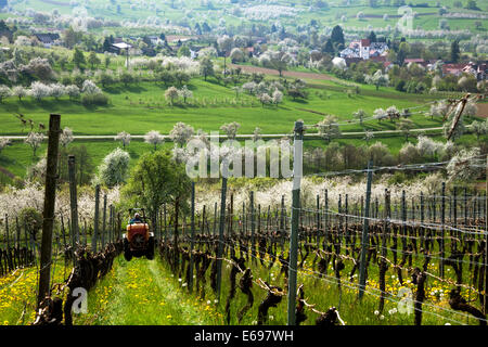 Vigneron au travail sur les vignes au printemps, Obereggenen Markgräfler Land,, Forêt-Noire, Bade-Wurtemberg, Allemagne Banque D'Images