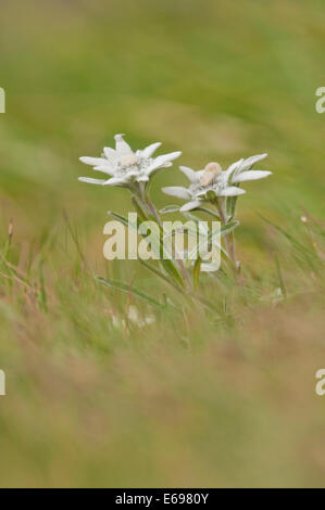 Edelweiss (Leontopodium nivale alpine), Carinthie, Autriche Banque D'Images