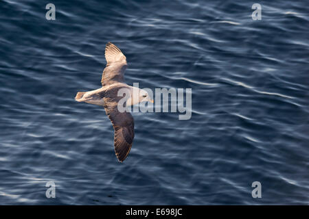 Le Fulmar boréal (Fulmaris glacialis), forme foncée, adulte oiseau en vol au-dessus de l'océan, l'océan Arctique, Spitzberg Banque D'Images