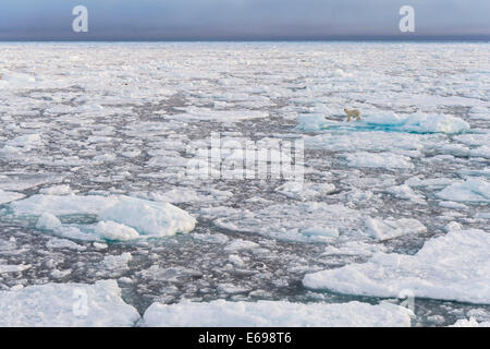 L'ours polaire (Ursus maritimus) sur la banquise, l'archipel de Svalbard, Spitzberg, Svalbard et Jan Mayen (Norvège) Banque D'Images