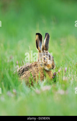 Jeune Lièvre européen ou Lièvre Brun (Lepus europaeus), l'alimentation, Burgenland, Autriche Banque D'Images