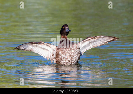 Fuligule morillon (Aythya fuligula), avec, au nord de la Hesse, Hesse, Allemagne Banque D'Images
