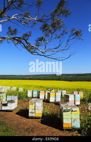 Boîtes d'abeilles parmi un champ de canola près de New Norcia, en Australie occidentale. Banque D'Images