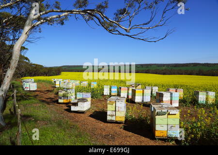 Boîtes d'abeilles parmi un champ de canola près de New Norcia, en Australie occidentale. Banque D'Images