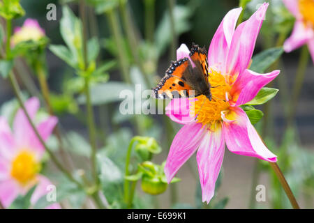 Aglais urticae. Les petites écailles de papillon sur Dahlia 'Bright Eyes' fleur. Dahlia fleurs simples Banque D'Images