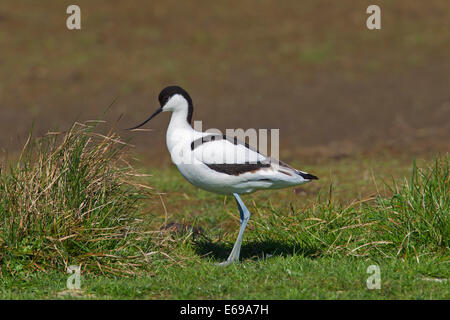 Avocette élégante (Recurvirostra avosetta) dans la zone Banque D'Images