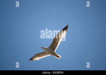 Flying Seagull Banque D'Images