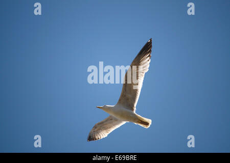Flying Seagull Banque D'Images
