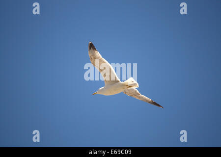 Flying Seagull Banque D'Images
