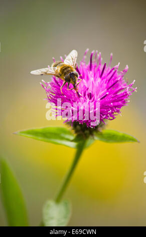L'alimentation de l'Abeille sur un chardon, Cirsium Rivulare, dans les prairies de fleurs sauvages, prairie, highlands écossais Banque D'Images