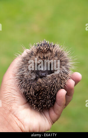 Un bébé Hérisson d'Europe Erinaceus europaeus ( ), recroquevillé, être tenu dans une main, UK Banque D'Images