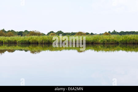 Héron cendré et côte verte de marais de Brière Parc Naturel Régional de Brière, France Banque D'Images