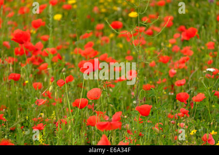 Fleurs des prés, coquelicots & Renoncules Banque D'Images