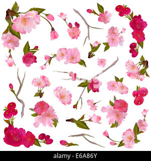 Ensemble de fleurs de printemps doux isolées et les branches pour votre conception Banque D'Images