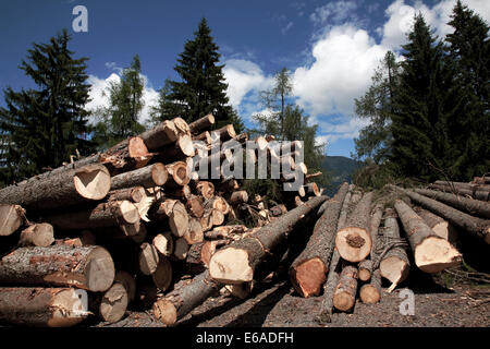 Les arbres fraîchement coupées empilées par côté de route de montagne, Tessin, Suisse. Banque D'Images