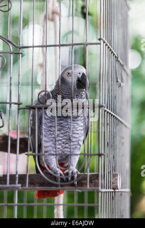 Un animal femelle perroquet gris d'Afrique, Psittacus erithacus, bénéficie de l'extérieur de sa cage patio un jour de printemps. Banque D'Images