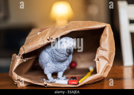 Une femelle perroquet gris d'Afrique, Psittacus erithacus, joue dans un sac en papier brun. Banque D'Images