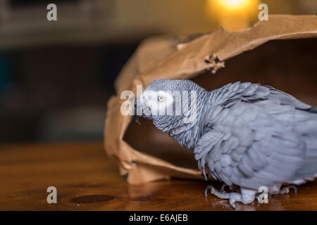 Un animal femelle perroquet gris d'Afrique, Psittacus erithacus, joue dans un sac en papier brun. Banque D'Images