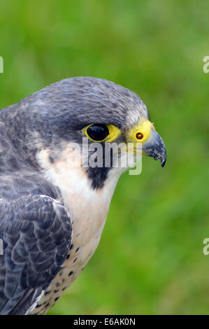 Un faucon pèlerin (Falco peregrinus), close up vue latérale de la tête Banque D'Images