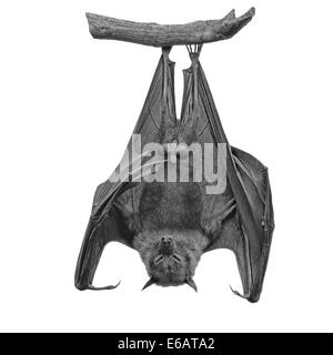 Grande chauve-souris, pendaison Flying Fox (Pteropus vampyrus) en monochrome Banque D'Images