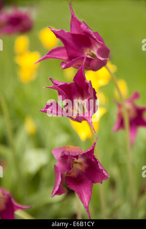 Libre de fleur sur une journée de printemps ensoleillée. Banque D'Images