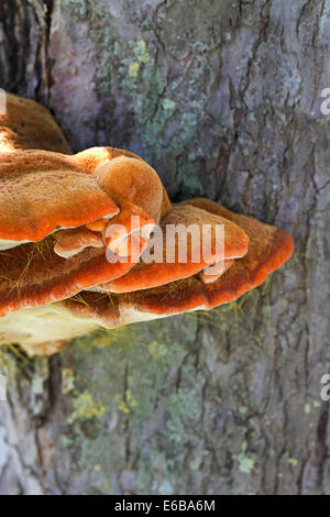 Shaggy champignon Inonotus hispidus) Support (sur appletree Banque D'Images