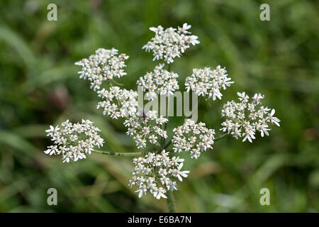 Ombelles à fleurs de Berce du Caucase (Heracleum sphondylium) Banque D'Images