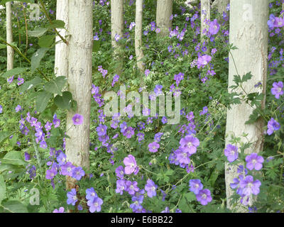 Fleurs roses et d'arbres à Karsha, village près de Padum, Zanskar, Ladakh, Inde, Himalaya Banque D'Images