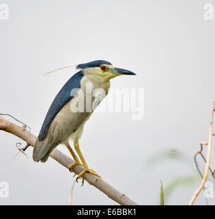 Night Heron perché sur une branche d'arbre Banque D'Images