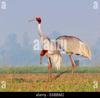 Un couple de grues Sarus. Banque D'Images