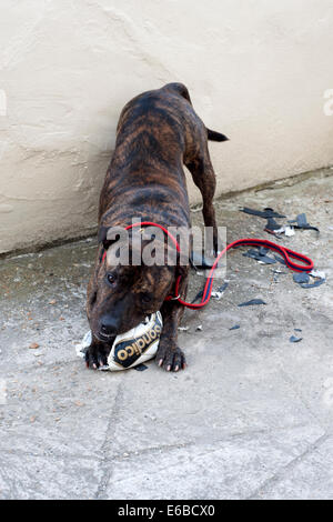 Staffordshire Bull Terrier mâle chien utilise ses puissantes mâchoires pour détruire un foot Banque D'Images