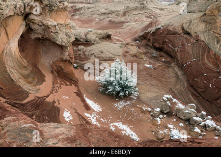 En regardant un petit buisson couvert de neige fraîche, White Pocket, Vermillion Cliffs National Monument, Arizona Banque D'Images