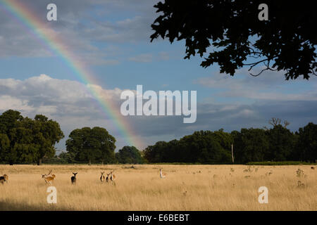 Bushy Park, Londres, UK. 19e Août, 2014. Le daim à Bushy Park sous un arc-en-ciel en fin d'après-midi la lumière. Crédit : Dave Stevenson/Alamy Live News Banque D'Images