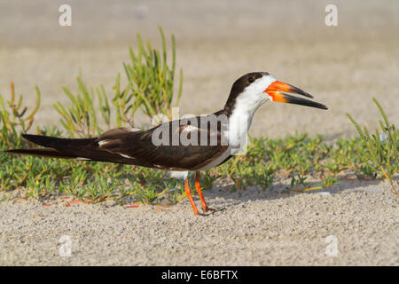 Skimmer Rynchops niger (noir) sur la plage, Galveston, Texas, États-Unis. Banque D'Images