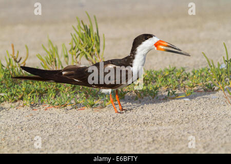 Skimmer Rynchops niger (noir) sur la plage, Galveston, Texas, États-Unis. Banque D'Images