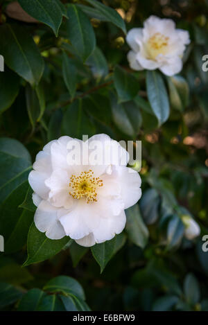 Belle Camellia japonica, Reine Bessie fleur. Banque D'Images