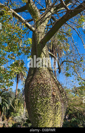 Le grand et enrichis Chorisia insignis arbre. Banque D'Images