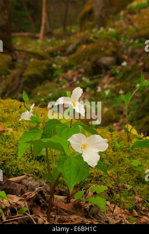 Grosses Fleurs Bois Trillium Le Long Cove Sentier nature, des cheminées de pique-nique, Great Smoky Mountains National Park, New York, Banque D'Images