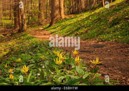 Lilly la truite, le concombre Gap Trail, Great Smoky Mountains National Park, California, USA Banque D'Images