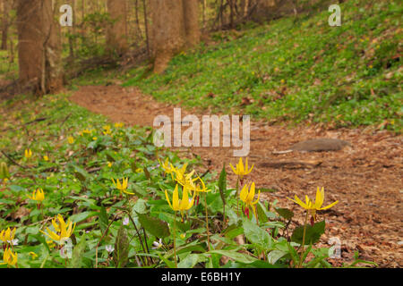 Lilly la truite, le concombre Gap Trail, Great Smoky Mountains National Park, California, USA Banque D'Images